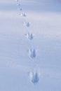 animal footprints in the snow, background with foot Royalty Free Stock Photo