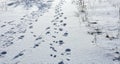 Animal footprints in snow