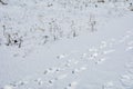 Animal footprints in snow Royalty Free Stock Photo