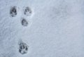 Animal footprints in snow