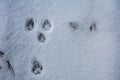 Animal footprints in snow Royalty Free Stock Photo