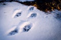 Animal footprints in the snow