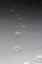 Animal footprints in the snow Royalty Free Stock Photo