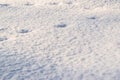 Animal footprints in the snow on a sunny frosty day. Winter snowy landscape Royalty Free Stock Photo