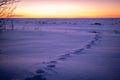 Animal footprints in the snow, sunset landscape background Royalty Free Stock Photo