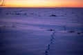 Animal footprints in the snow, sunset landscape background photo Royalty Free Stock Photo
