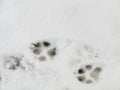 Animal footprints in snow