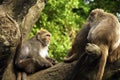 Animal - Formosan Macaque (Macaca cyclopis) Royalty Free Stock Photo