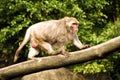 Animal - Formosan Macaque (Macaca cyclopis) Royalty Free Stock Photo