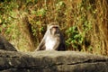 Animal - Formosan Macaque (Macaca cyclopis) Royalty Free Stock Photo