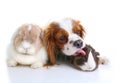 Animal friends. True pet friends. Dog rabbit bunny lop animals together on isolated white studio background. Pets love