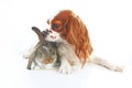 Animal friends. True pet friends. Dog rabbit bunny lop animals together on white studio background. Pets love Royalty Free Stock Photo