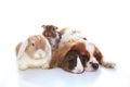 Animal friends. True pet friends. Dog rabbit bunny lop animals together on isolated white studio background. Pets love Royalty Free Stock Photo