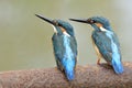 Animal friendship, pair of male Common kingfisher, beautiful blue bird with black beaks perching together on rusty tube in stream