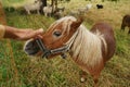 Animal friendship with pony