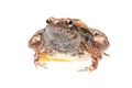 Animal frog Royalty Free Stock Photo