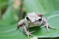 Animal frog in banana Bali morning