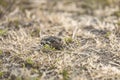 Animal frog garlic toad Pelobates fuscus sitting in the grass. Close up, selective focus, shallow depth of the field