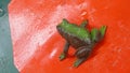 Animal Frog Water Toy Green