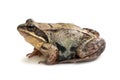 Animal frog on white background