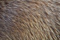 Animal Fur Background Royalty Free Stock Photo