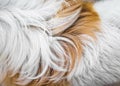 Animal fur background texture. Abstract dog fur in brown and white colors Royalty Free Stock Photo