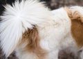 Animal fur background texture. Abstract dog fur in brown and white colors Royalty Free Stock Photo