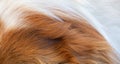 Animal fur closeup view. Red and white color dogs hair background, texture Royalty Free Stock Photo