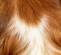 Animal fur closeup view. Red and white color dogs hair background, texture Royalty Free Stock Photo