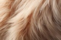 Animal fur macro shot, natural texture. AI Generated Royalty Free Stock Photo