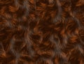 Animal fur texture