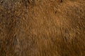 Animal fur texture