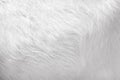 Animal fur texture natural patterns of goat for white background Royalty Free Stock Photo