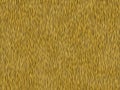 Animal fur texture- tiger