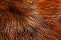 Animal Fur Texture of Wolf or Fox. 3d Rendering Royalty Free Stock Photo