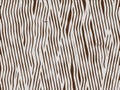 Animal fur texture- zebra baby