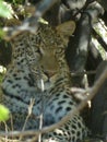 animal gepard dangerous