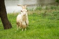 The animal goat with a long white dirty hair and long beautiful horns stands on the grass on the shore of the pond. He chews the Royalty Free Stock Photo