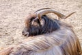 Animal goat with steep horns and long wool resting Royalty Free Stock Photo