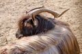 Animal goat with steep horns and long wool resting Royalty Free Stock Photo