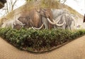 Animal graffiti in wide angle 1