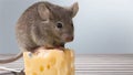 Gray mouse animal and cheese on background