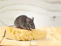 Gray mouse animal and cheese on background Royalty Free Stock Photo