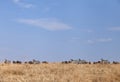 Wildebeests & zebras grazing in the grassland of Masa Mara