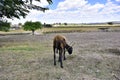 Animal grazing in village.