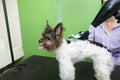 Animal grooming, grooming, drying and styling dogs, combing hair. The master groomer dries the hair with a hairdryer and takes