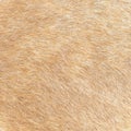 Animal hair background. Close up of a beige fur. Nature concept texture. Royalty Free Stock Photo