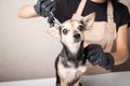 Animal hairdresser, grooming, dog haircut, groomer in a grooming salon cutting a small dog Royalty Free Stock Photo
