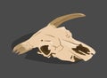 Animal head bones, scull Royalty Free Stock Photo