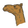 The animal, the head of a camel. Side view. Sketch scratch board Royalty Free Stock Photo